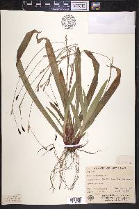 Carex plantaginea image