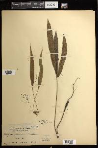 Diplazium fraxinifolium image