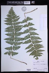 Dryopteris × boottii image