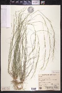 Aristida purpurascens image