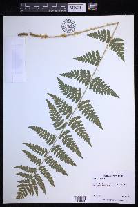 Dryopteris × boottii image