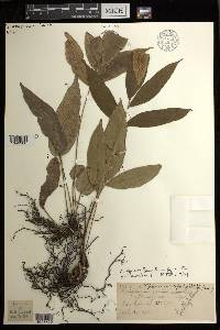 Diplazium fraxinifolium image