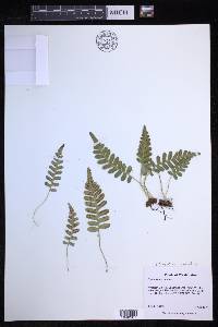 Polypodium amorphum image