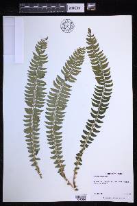 Polystichum lonchitis image