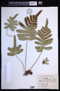 Polypodium scouleri image