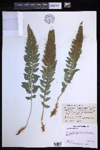 Polystichum scopulinum image