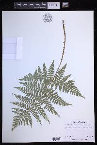 Dryopteris expansa image