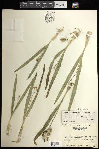 Prosthechea ochracea image