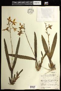 Prosthechea vitellina image