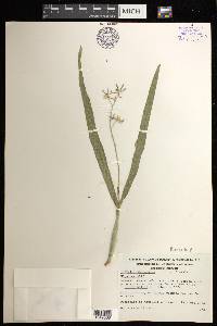 Prosthechea pterocarpa image