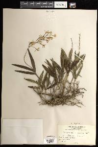 Epidendrum magnoliae image