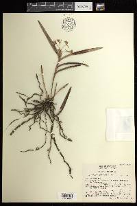 Epidendrum anisatum image