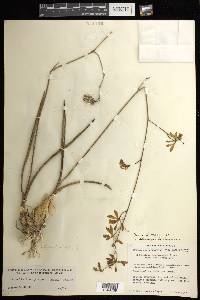 Encyclia trachycarpa image