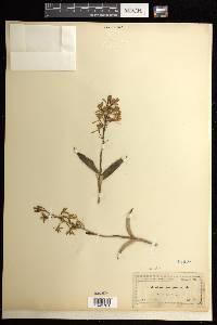 Epidendrum magnoliae image