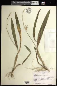 Prosthechea pterocarpa image