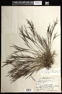 Elleanthus graminifolius image