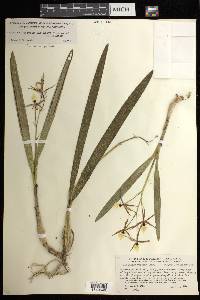 Prosthechea pastoris image