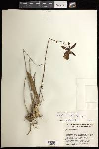 Encyclia pyriformis image