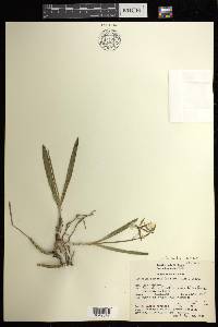 Prosthechea pastoris image