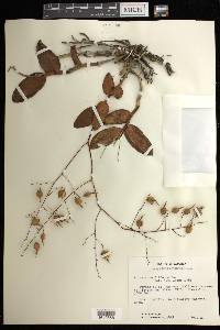 Epidendrum diffusum image