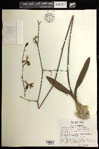 Encyclia spatella image