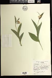 Cypripedium × andrewsii image