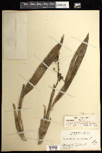 Prosthechea cochleata image