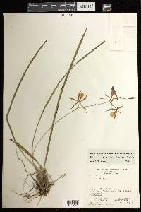 Encyclia bractescens image