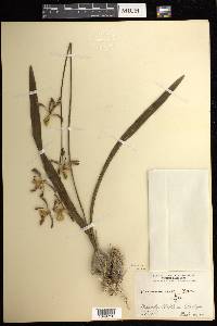 Encyclia alata image