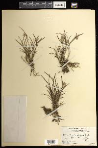Elleanthus linifolius image