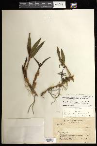 Prosthechea pseudopygmaea image