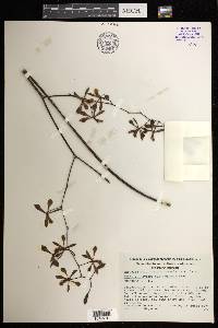 Encyclia aenicta image