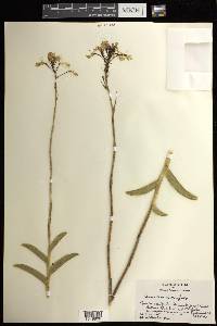 Epidendrum anceps image