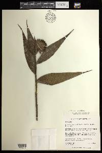 Elleanthus cephalotus image