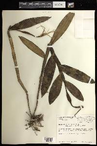 Epidendrum nocturnum image