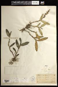 Epidendrum rigidum image