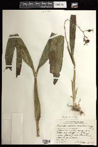 Prosthechea cochleata image