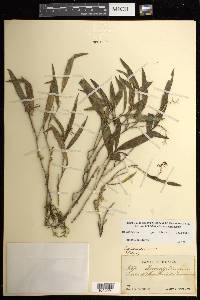 Epidendrum propinquum image