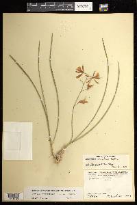 Encyclia bractescens image