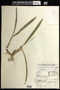 Prosthechea pterocarpa image