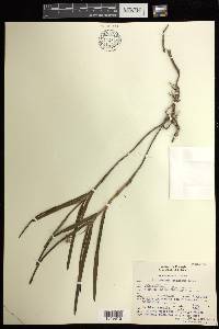 Epidendrum anisatum image