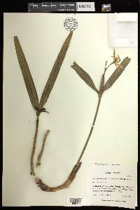 Prosthechea baculus image