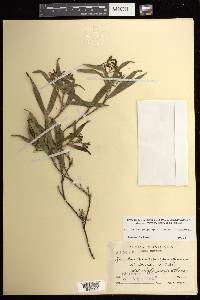 Epidendrum propinquum image