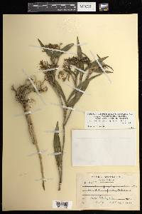 Epidendrum propinquum image