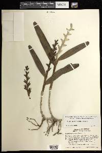 Epidendrum nitens image