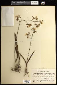 Encyclia alata image