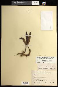 Prosthechea pseudopygmaea image