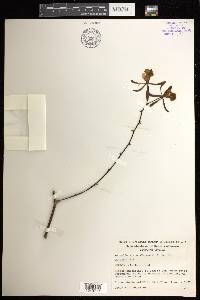 Encyclia alata image