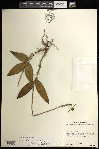 Epidendrum longipetalum image