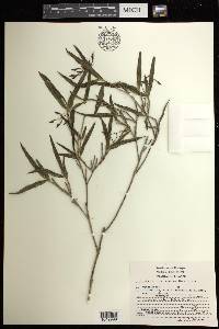 Epidendrum propinquum image